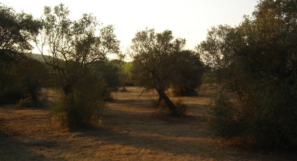 dimitrakia_vourvourou 4.jpg